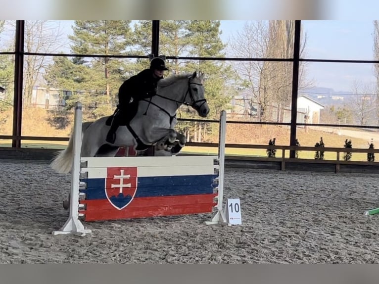 Slovak Warmblood Mare 10 years 16 hh Grey in Košice