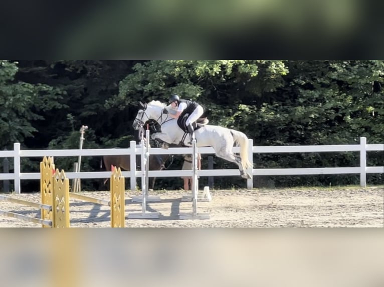 Slovak Warmblood Mare 10 years 16 hh Grey in Košice