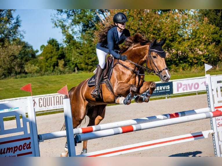 Slovak Warmblood Mare 11 years 16,2 hh Chestnut in Prag