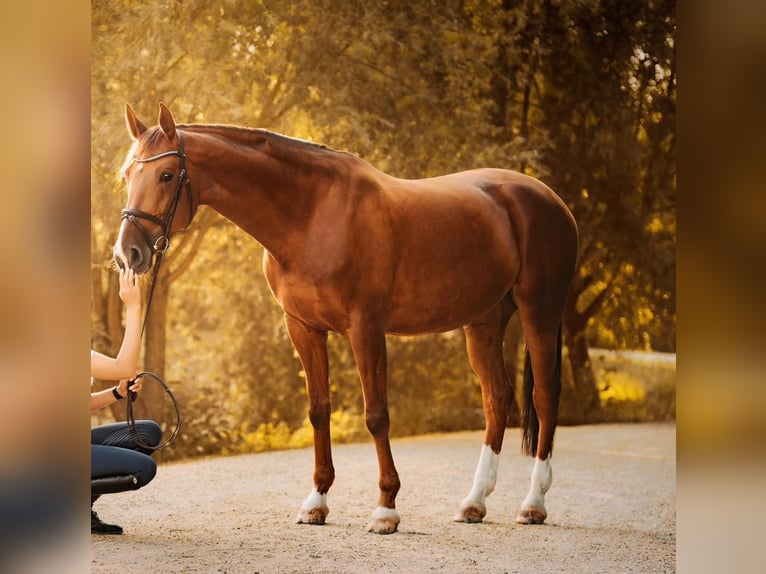 Slovak Warmblood Mare 11 years 16,2 hh Chestnut in Prag