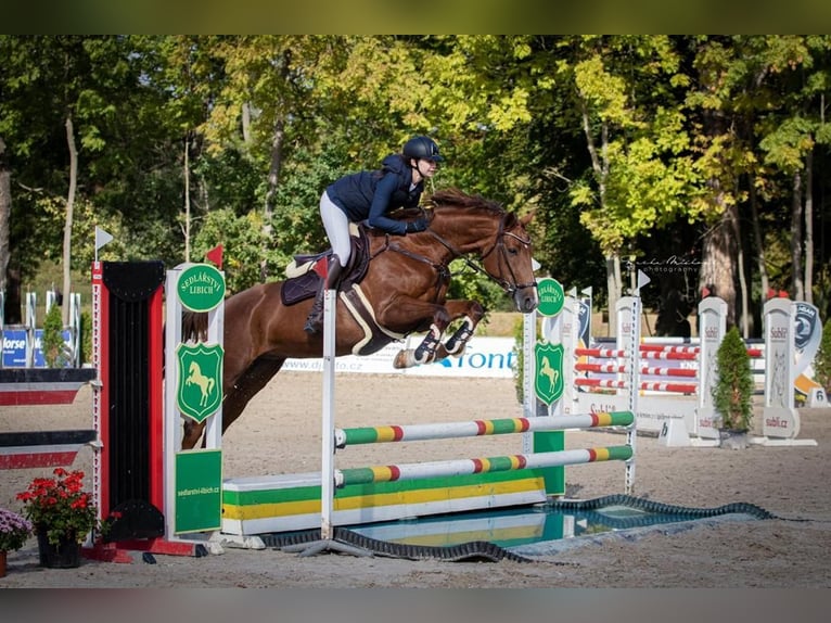 Slovak Warmblood Mare 11 years 16,2 hh Chestnut in Prag