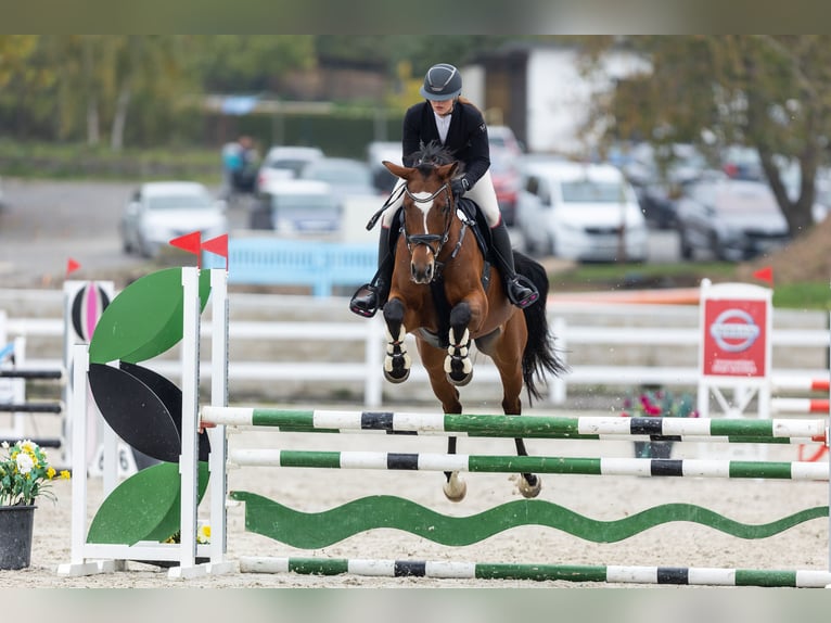 Slovak Warmblood Mare 11 years 16 hh Brown in Lite&#x148;