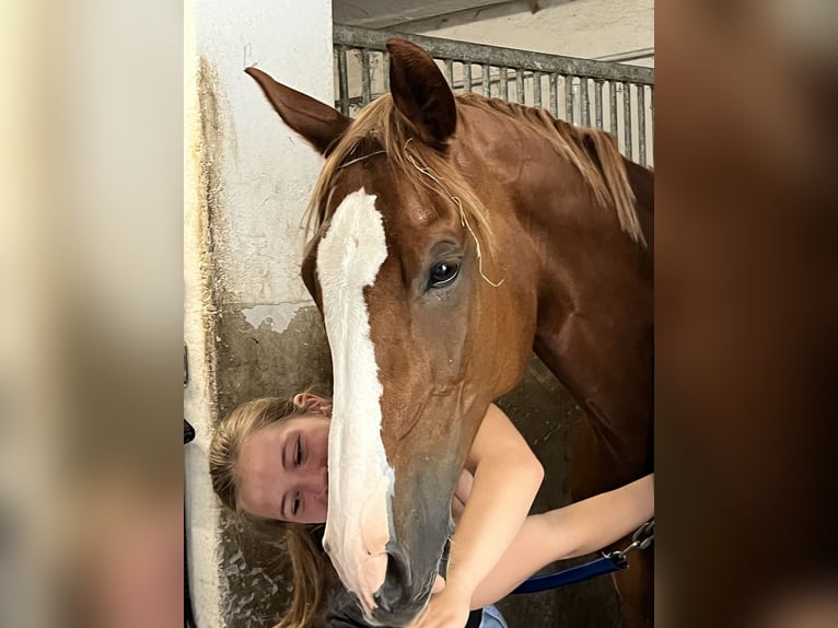 Slovak Warmblood Mare 11 years 16 hh Chestnut-Red in Feldkirchen-Westerham