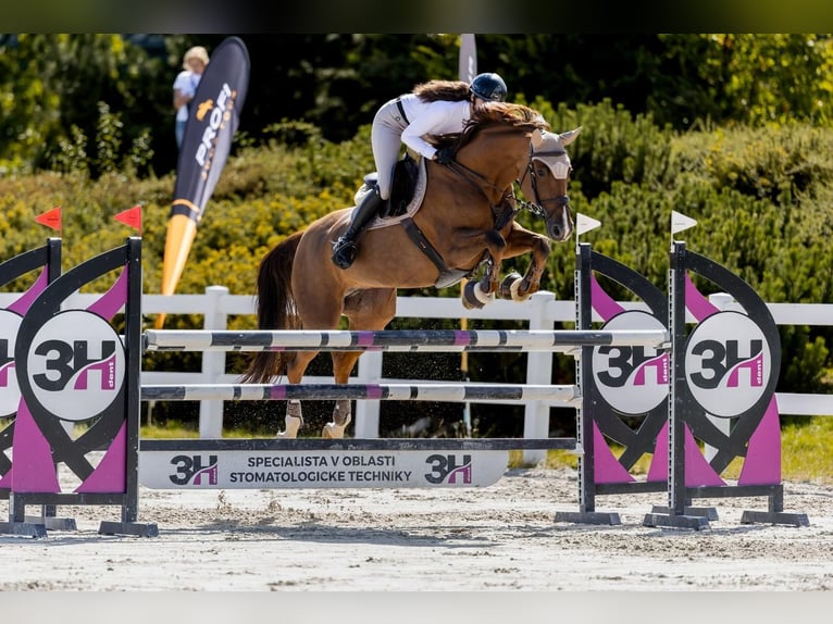 Slovak Warmblood Mare 11 years 16,2 hh Chestnut-Red in Prag