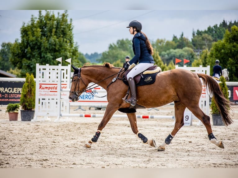 Slovak Warmblood Mare 11 years Chestnut-Red in Kr&#xE1;lovice