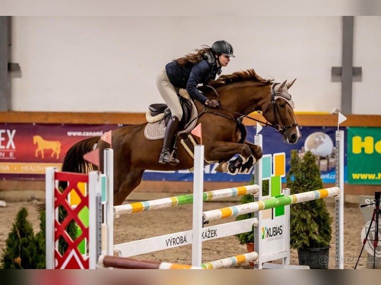 Slovak Warmblood Mare 11 years Chestnut-Red in Kr&#xE1;lovice