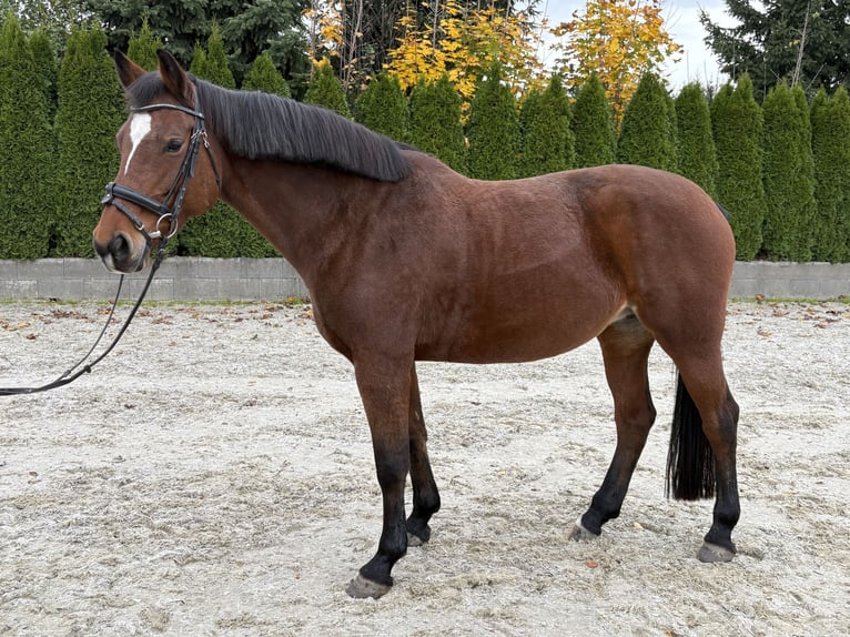 Slovak Warmblood Mare 12 years 16.1 hh Brown in Žilina