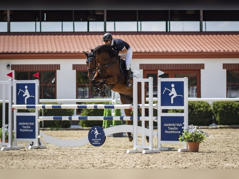 Slovak Warmblood Mare 12 years 16.1 hh Brown in Žilina
