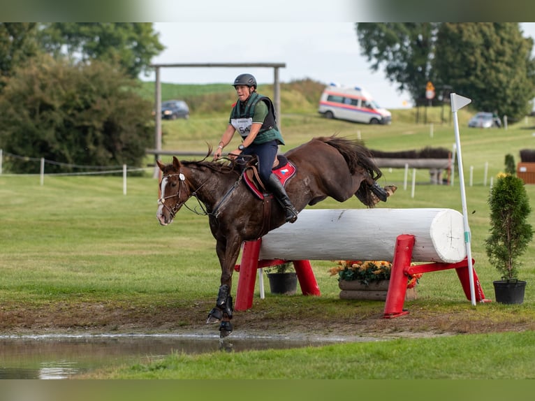 Slovak Warmblood Mare 12 years 16.2 hh Chestnut in Susice