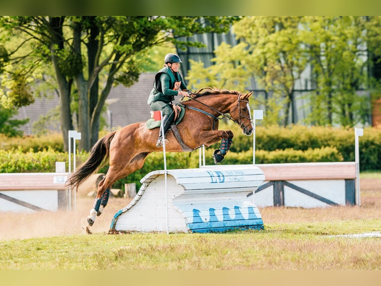 Slovak Warmblood Mare 12 years 16.2 hh Chestnut in Susice