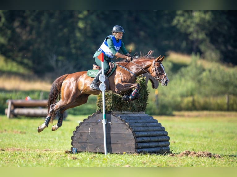 Slovak Warmblood Mare 12 years 16.2 hh Chestnut in Susice