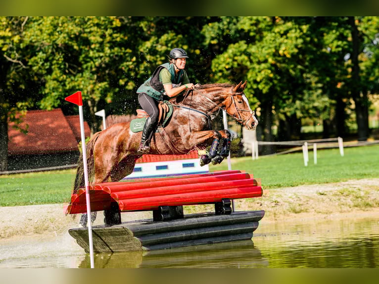 Slovak Warmblood Mare 12 years 16.2 hh Chestnut in Susice