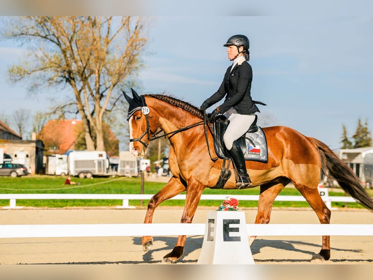 Slovak Warmblood Mare 12 years 16.2 hh Chestnut in Susice