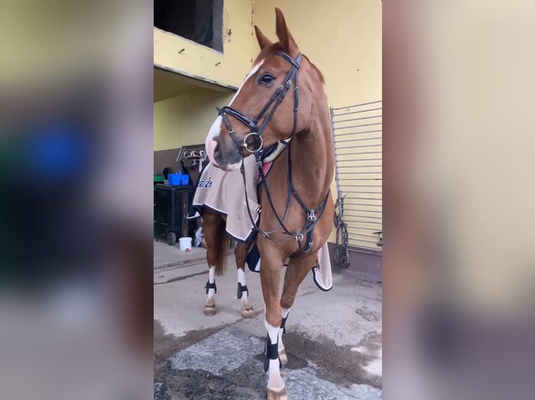Slovak Warmblood Mare 12 years 16.2 hh Chestnut-Red in Rybnik