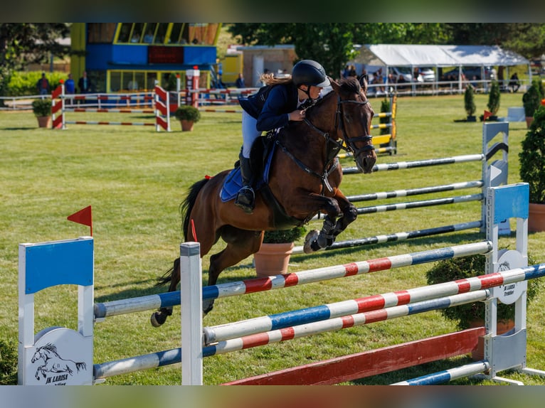 Slovak Warmblood Mare 12 years 16 hh Bay in Kráľovce