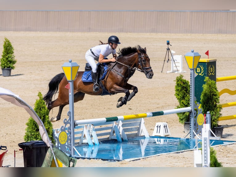 Slovak Warmblood Mare 12 years 16 hh Bay in Kráľovce