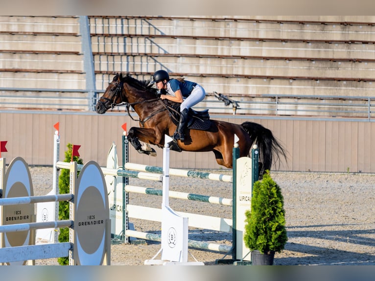 Slovak Warmblood Mare 12 years 16 hh Bay in Kráľovce