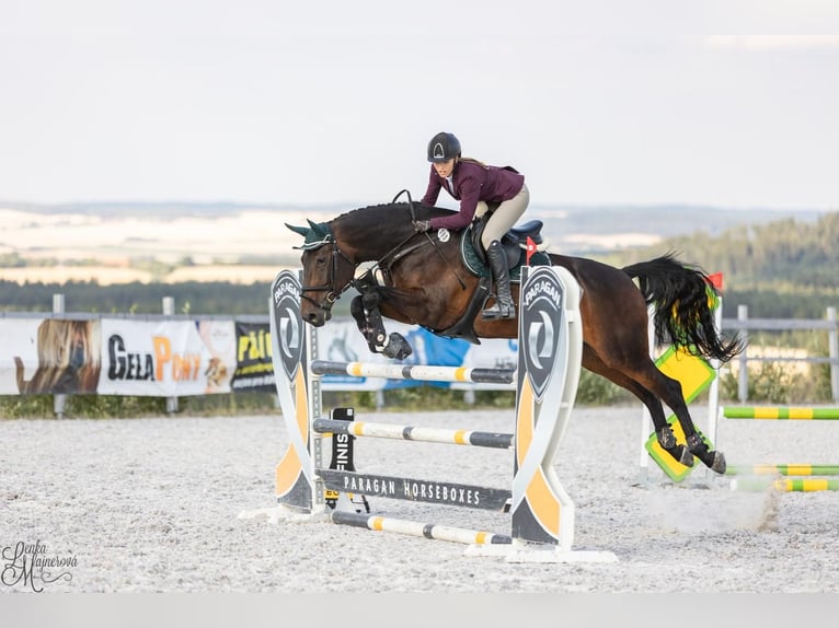 Slovak Warmblood Mare 12 years 16,1 hh Brown in Pilsen