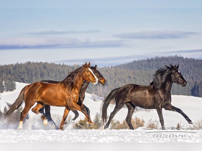 Slovak Warmblood Mare 12 years 16,2 hh Chestnut in Susice