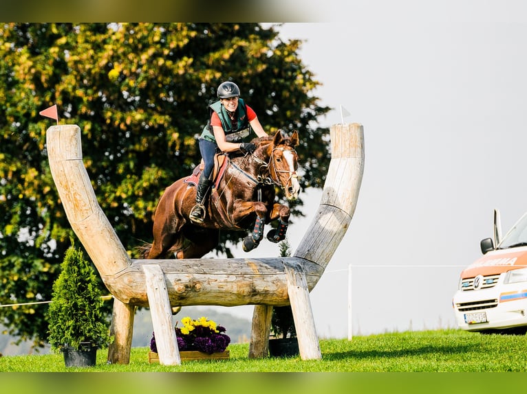 Slovak Warmblood Mare 12 years 16,2 hh Chestnut in Susice