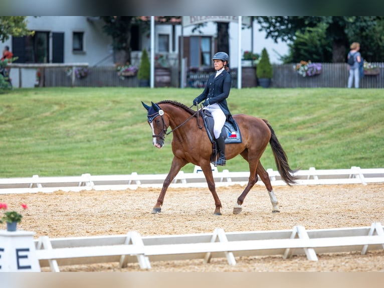 Slovak Warmblood Mare 12 years 16,2 hh Chestnut in Susice