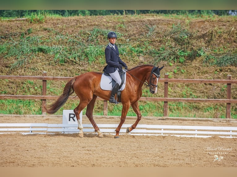 Slovak Warmblood Mare 12 years 16,2 hh Chestnut in Susice