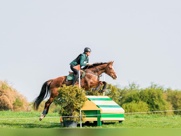 Slovak Warmblood Mare 12 years 16,2 hh Chestnut in Susice