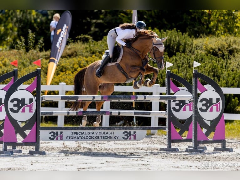 Slovak Warmblood Mare 12 years Chestnut-Red in Královice