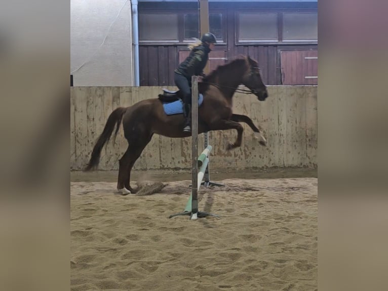 Slovak Warmblood Mare 14 years 16,1 hh Chestnut-Red in Breitenfurt bei Wien