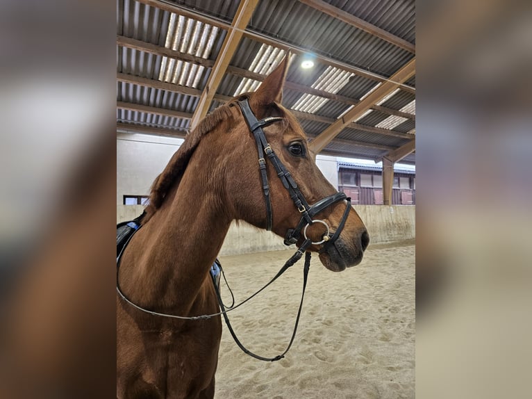 Slovak Warmblood Mare 14 years 16,1 hh Chestnut-Red in Breitenfurt bei Wien