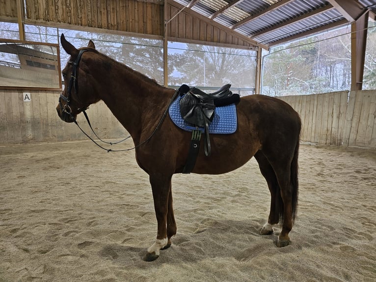 Slovak Warmblood Mare 14 years 16,1 hh Chestnut-Red in Breitenfurt bei Wien