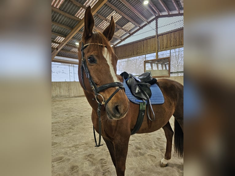 Slovak Warmblood Mare 14 years 16,1 hh Chestnut-Red in Breitenfurt bei Wien