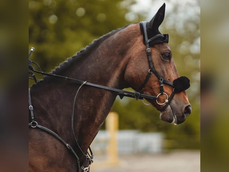 Slovak Warmblood Mare 16 years 17 hh Bay-Dark in Košice