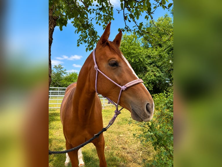 Slovak Warmblood Mare 2 years Red Dun in Uzovská Panica