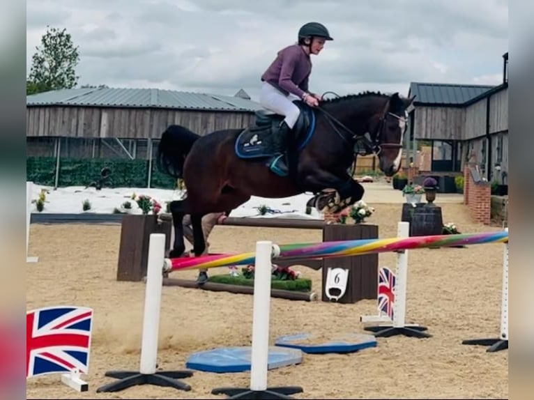 Slovak Warmblood Mare 4 years 14,1 hh Bay-Dark in GROTE-BROGEL