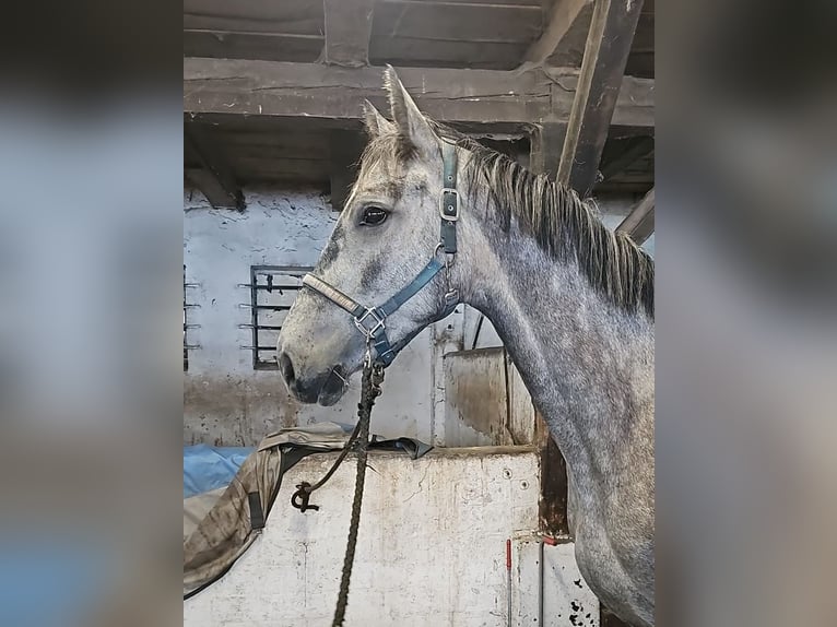 Slovak Warmblood Mare 4 years 15,3 hh Gray in Dettighofen