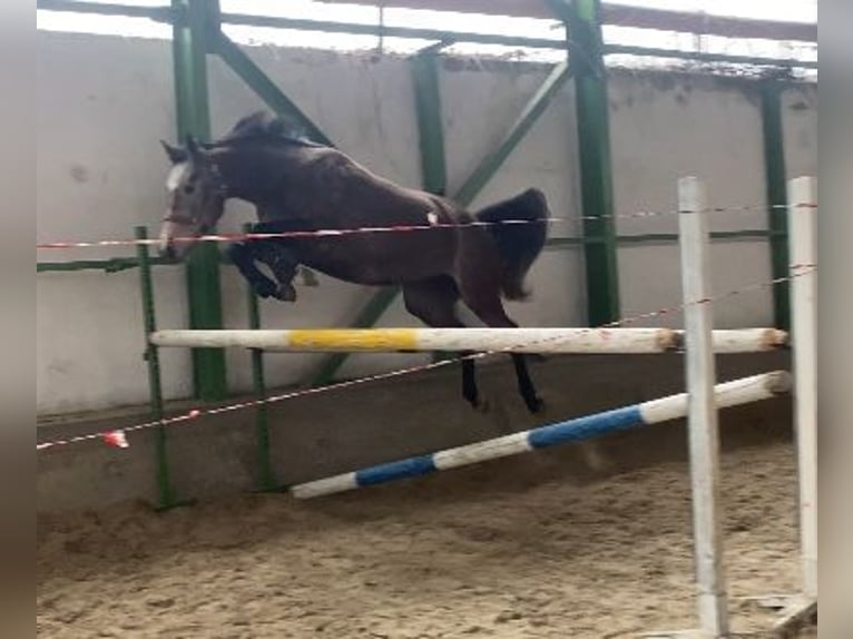 Slovak Warmblood Mare 5 years 16.1 hh Grey in Bratislava