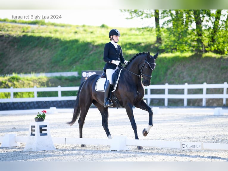 Slovak Warmblood Mare 5 years 16,2 hh Black in Destne