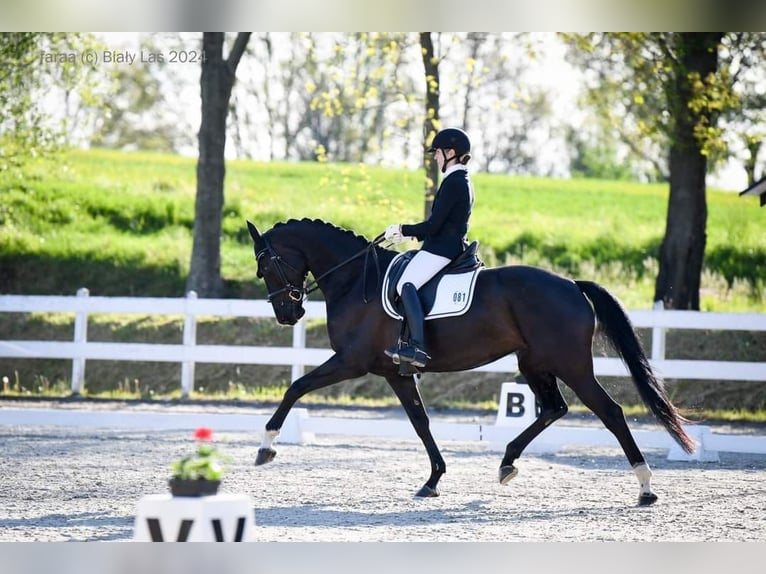 Slovak Warmblood Mare 5 years 16,2 hh Black in Destne