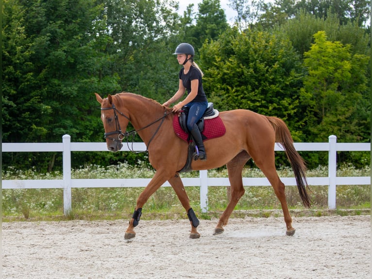 Slovak Warmblood Mare 5 years 16.2 hh Chestnut in Prague