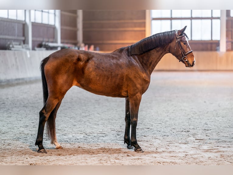 Slovak Warmblood Mare 5 years 16 hh Bay in Dryfork