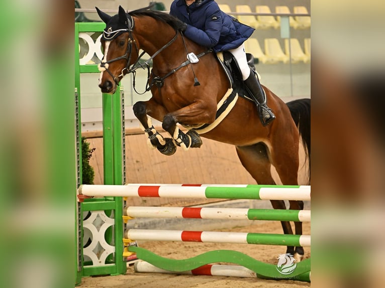 Slovak Warmblood Mare 5 years 16,2 hh Brown in Aldrans