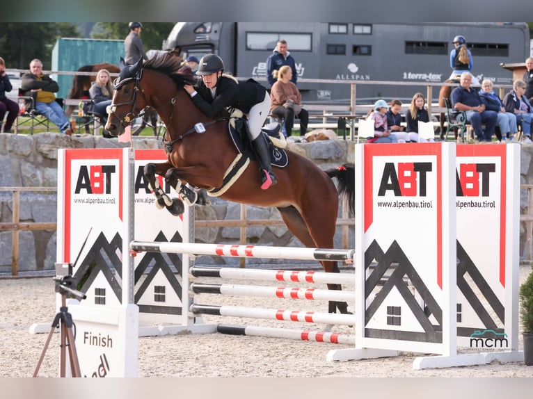 Slovak Warmblood Mare 5 years 16,2 hh Brown in Aldrans