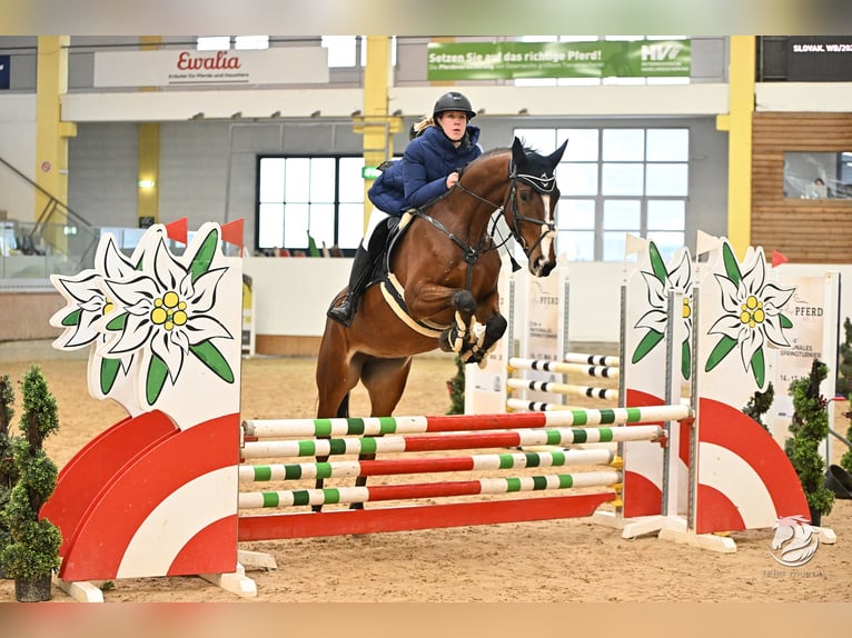 Slovak Warmblood Mare 5 years 16,2 hh Brown in Aldrans