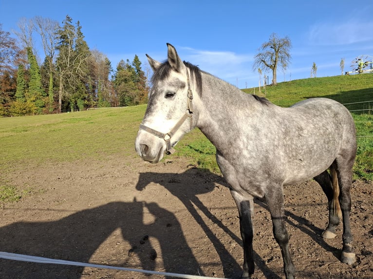 Slovak Warmblood Mare 6 years 14,2 hh Gray in Hinwil