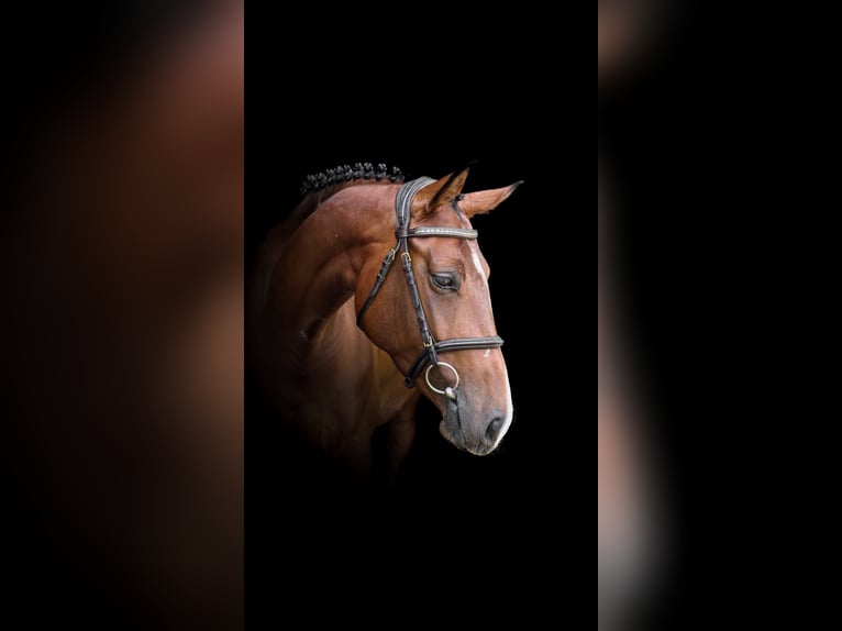 Slovak Warmblood Mare 6 years 15.2 hh Bay in Liptovský Mikuláš