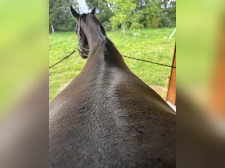 Slovak Warmblood Mare 7 years 15,2 hh Buckskin in Alkoven