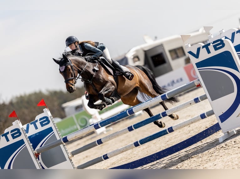 Slovak Warmblood Mare 7 years 15,3 hh Bay-Dark in Z&#xE1;jezd