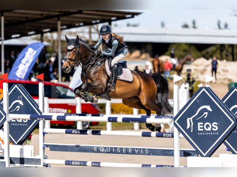 Slovak Warmblood Mare 7 years 15,3 hh Bay-Dark in Z&#xE1;jezd