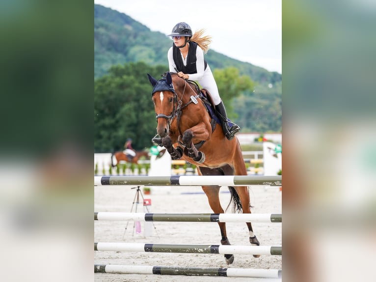 Slovak Warmblood Mare 7 years 16 hh Bay in Vígľaš
